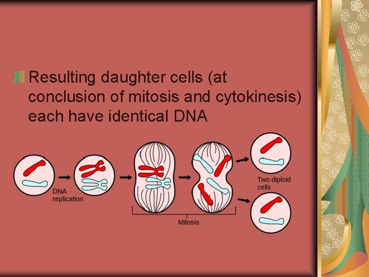 Resulting daughter cells (at conclusion of mitosis and cytokinesis) each have identical DNA 