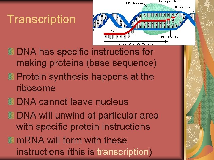 Transcription DNA has specific instructions for making proteins (base sequence) Protein synthesis happens at