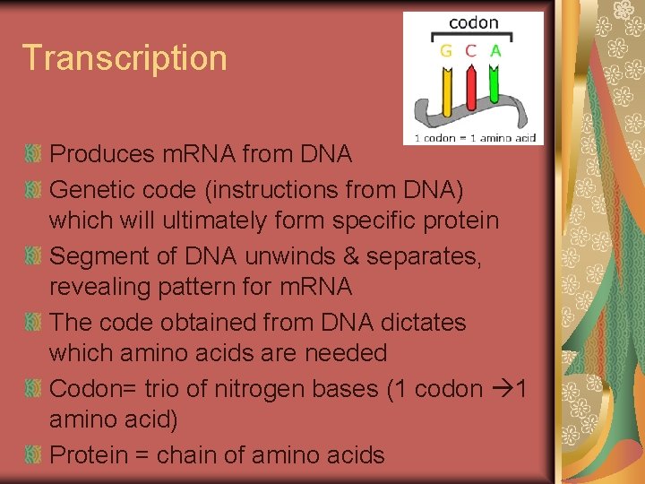 Transcription Produces m. RNA from DNA Genetic code (instructions from DNA) which will ultimately