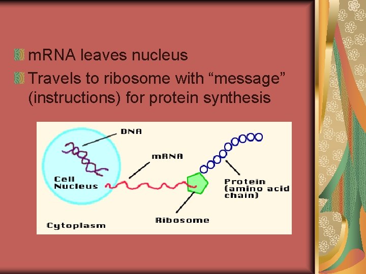 m. RNA leaves nucleus Travels to ribosome with “message” (instructions) for protein synthesis 