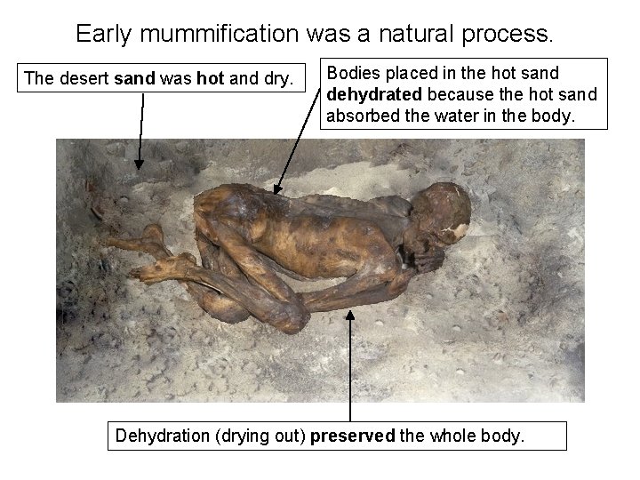 Early mummification was a natural process. The desert sand was hot and dry. Bodies