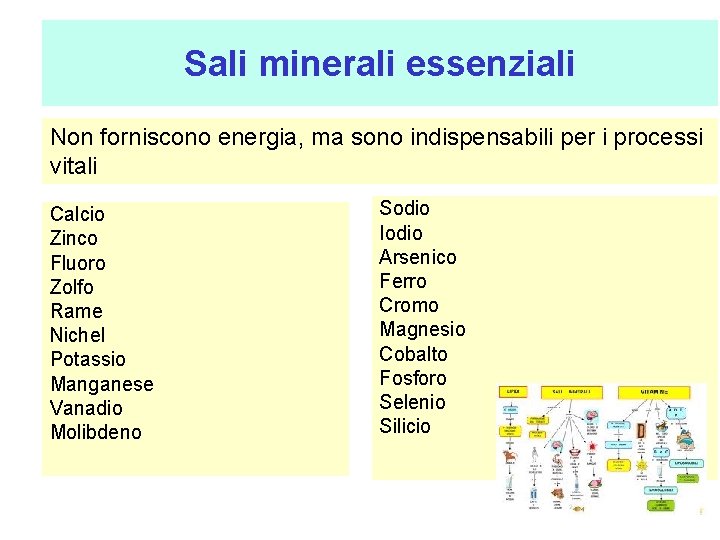 Sali minerali essenziali Non forniscono energia, ma sono indispensabili per i processi vitali Calcio
