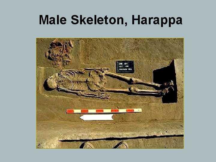 Male Skeleton, Harappa 