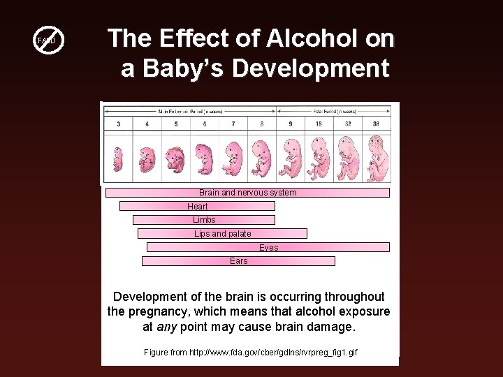 FASD The Effect of Alcohol on a Baby’s Development Brain and nervous system Heart