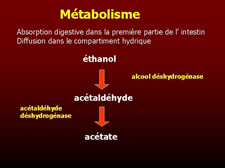 Métabolisme Absorption digestive dans la première partie de l’ intestin Diffusion dans le compartiment