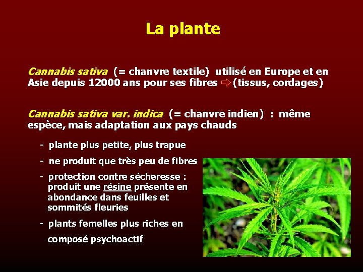 La plante Cannabis sativa (= chanvre textile) utilisé en Europe et en Asie depuis