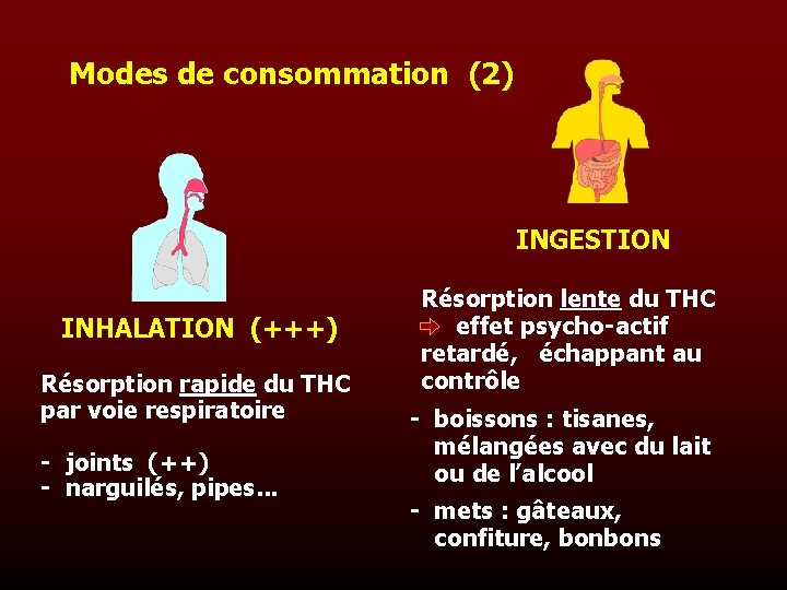 Modes de consommation (2) INGESTION INHALATION (+++) Résorption rapide du THC par voie respiratoire