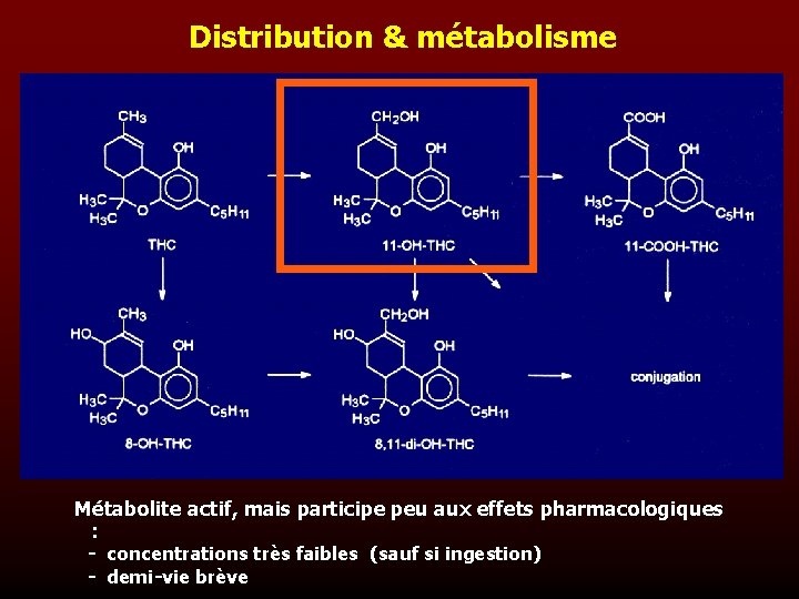 Distribution & métabolisme Métabolite actif, mais participe peu aux effets pharmacologiques : - concentrations