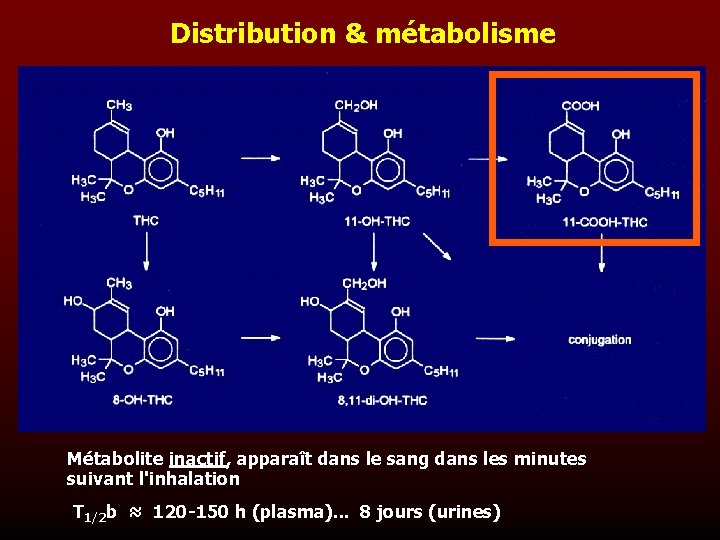 Distribution & métabolisme Métabolite inactif, apparaît dans le sang dans les minutes suivant l'inhalation