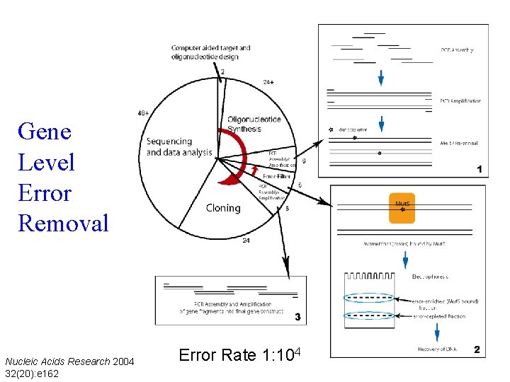 Gene Level Error Removal Nucleic Acids Research 2004 32(20): e 162 Error Rate 1: