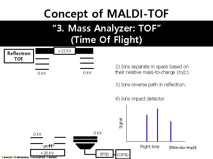 Concept of MALDI-TOF “ 3. Mass Analyzer: TOF” (Time Of Flight) +22 k. V Concept of MALDI-TOF “ 3. Mass Analyzer: TOF” (Time Of Flight) +22 k. V