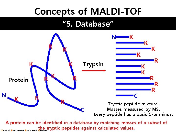 Concepts of MALDI-TOF “ 5. Database” N R K K Protein N K K Concepts of MALDI-TOF “ 5. Database” N R K K Protein N K K