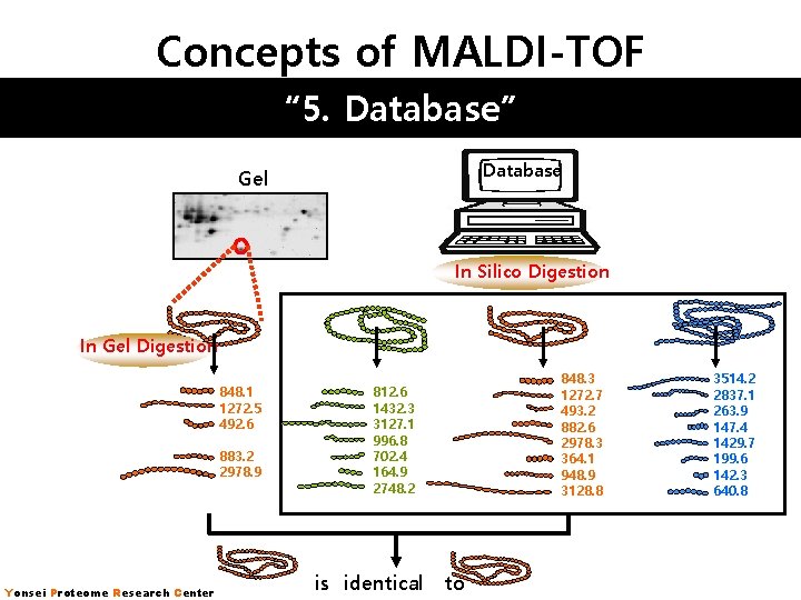 Concepts of MALDI-TOF “ 5. Database” Database Gel In Silico Digestion In Gel Digestion Concepts of MALDI-TOF “ 5. Database” Database Gel In Silico Digestion In Gel Digestion