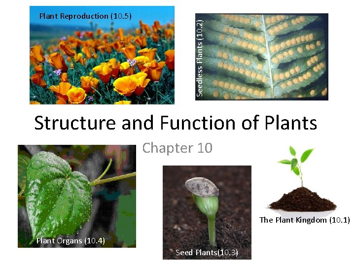 Seedless Plants (10. 2) Plant Reproduction (10. 5) Structure and Function of Plants Chapter