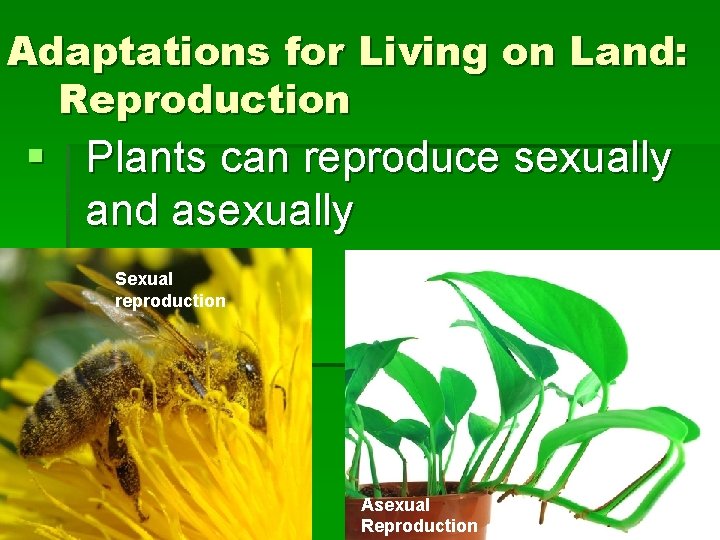 Adaptations for Living on Land: Reproduction § Plants can reproduce sexually and asexually Sexual