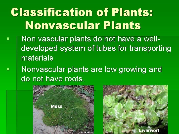 Classification of Plants: Nonvascular Plants § § Non vascular plants do not have a