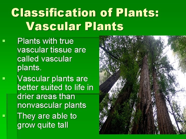 Classification of Plants: Vascular Plants § § § Plants with true vascular tissue are