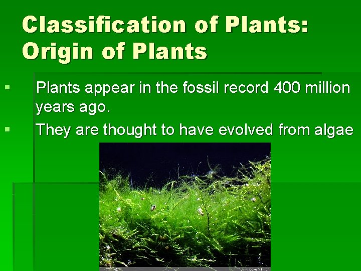 Classification of Plants: Origin of Plants § § Plants appear in the fossil record