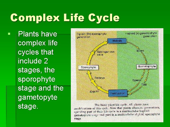 Complex Life Cycle § Plants have complex life cycles that include 2 stages, the