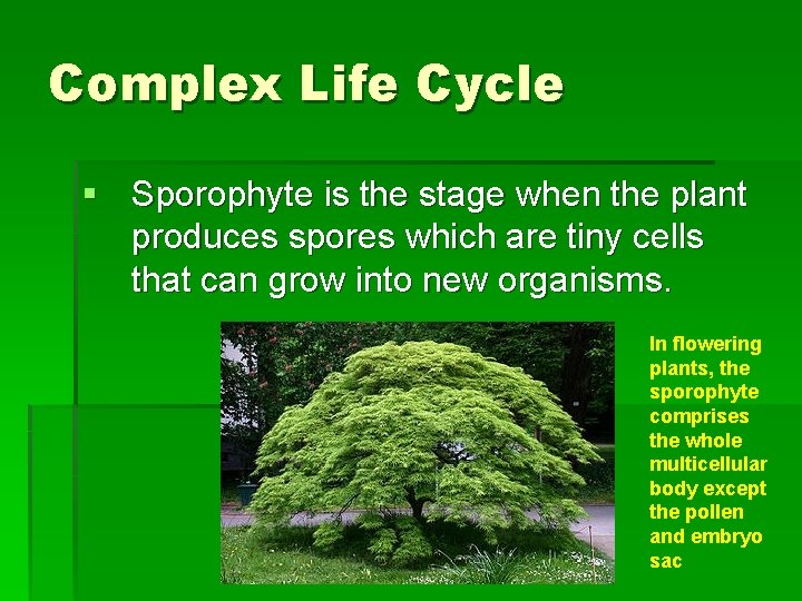 Complex Life Cycle § Sporophyte is the stage when the plant produces spores which