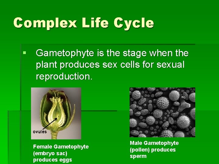 Complex Life Cycle § Gametophyte is the stage when the plant produces sex cells