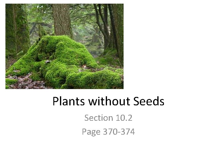 Plants without Seeds Section 10. 2 Page 370 -374 