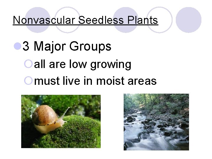 Nonvascular Seedless Plants l 3 Major Groups ¡all are low growing ¡must live in