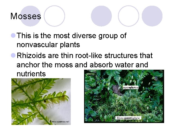 Mosses l This is the most diverse group of nonvascular plants l Rhizoids are