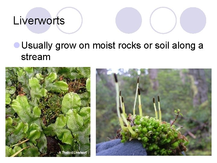 Liverworts l Usually grow on moist rocks or soil along a stream 