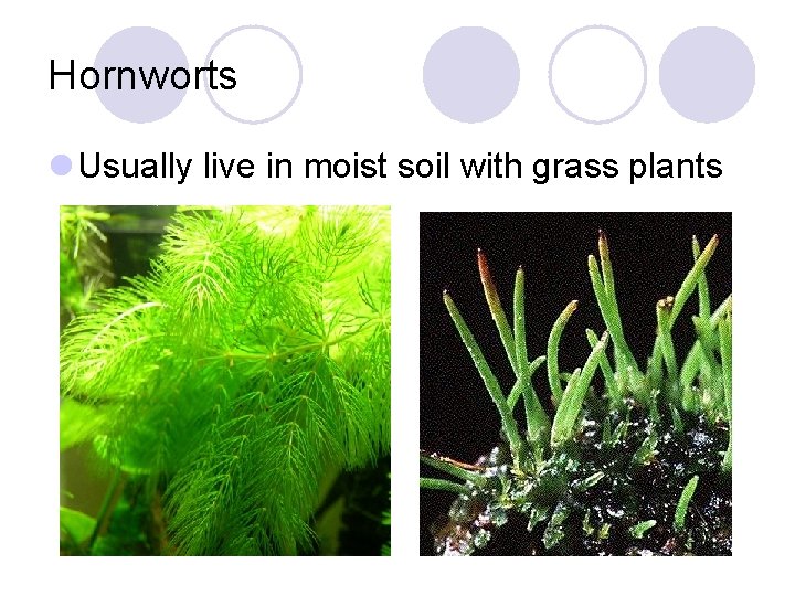 Hornworts l Usually live in moist soil with grass plants 