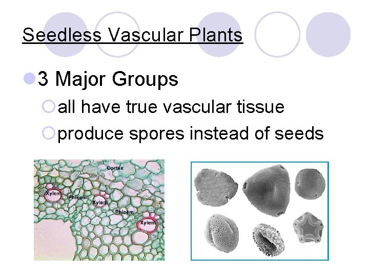 Seedless Vascular Plants l 3 Major Groups ¡all have true vascular tissue ¡produce spores