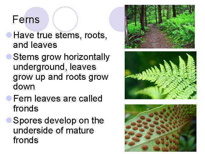 Ferns l Have true stems, roots, and leaves l Stems grow horizontally underground, leaves