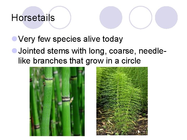 Horsetails l Very few species alive today l Jointed stems with long, coarse, needlelike