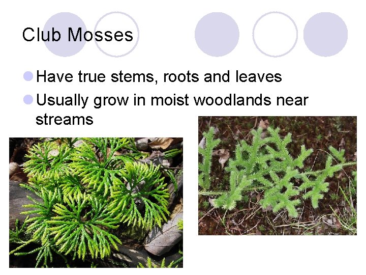 Club Mosses l Have true stems, roots and leaves l Usually grow in moist