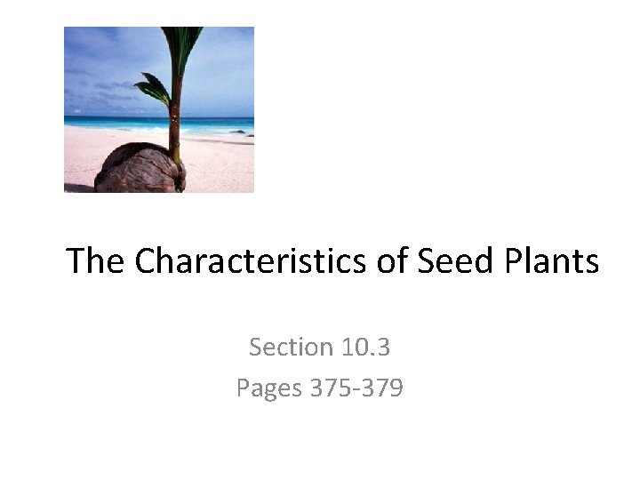 The Characteristics of Seed Plants Section 10. 3 Pages 375 -379 