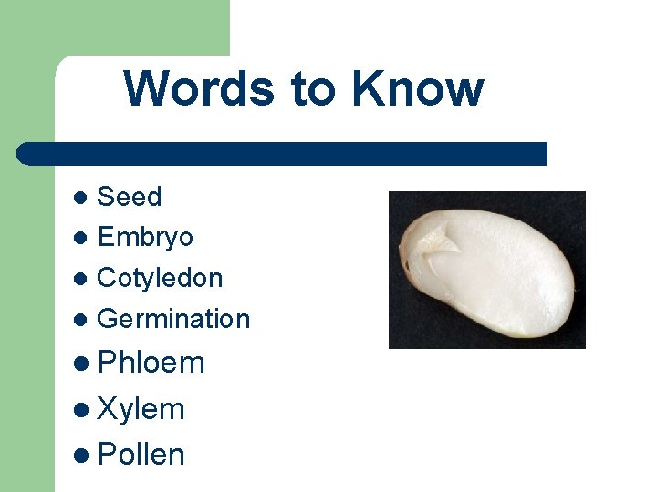 Words to Know Seed l Embryo l Cotyledon l Germination l l Phloem l