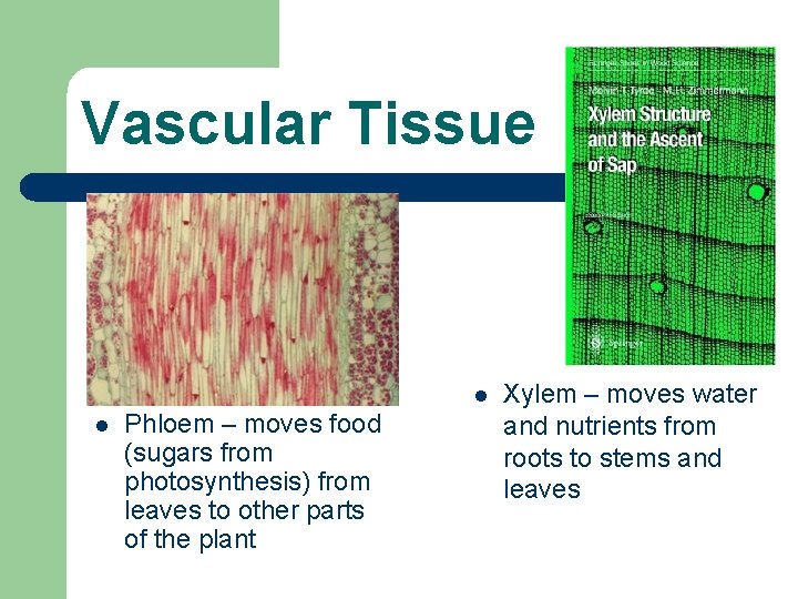 Vascular Tissue l l Phloem – moves food (sugars from photosynthesis) from leaves to