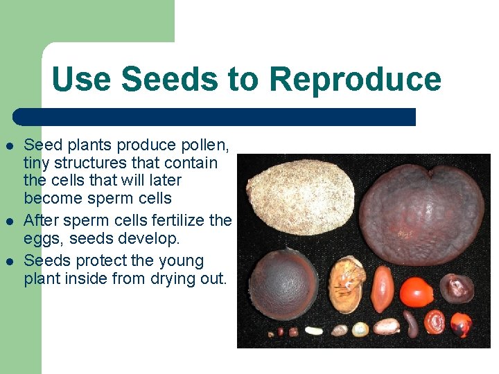 Use Seeds to Reproduce l l l Seed plants produce pollen, tiny structures that