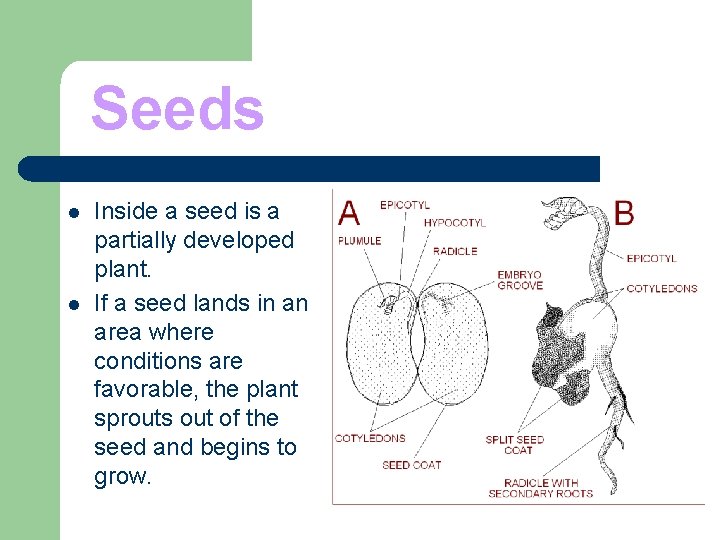 Seeds l l Inside a seed is a partially developed plant. If a seed