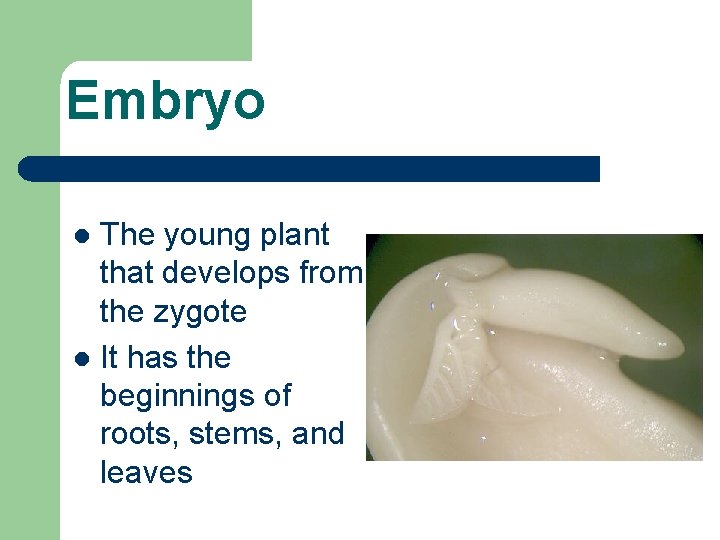 Embryo The young plant that develops from the zygote l It has the beginnings