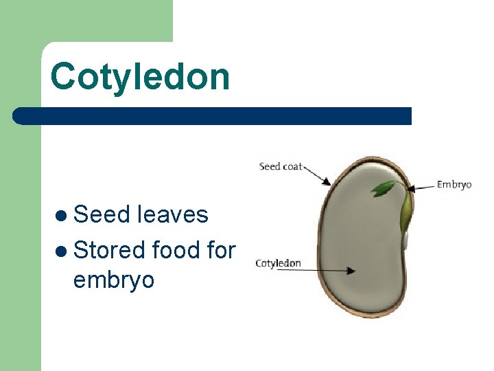 Cotyledon l Seed leaves l Stored food for embryo 