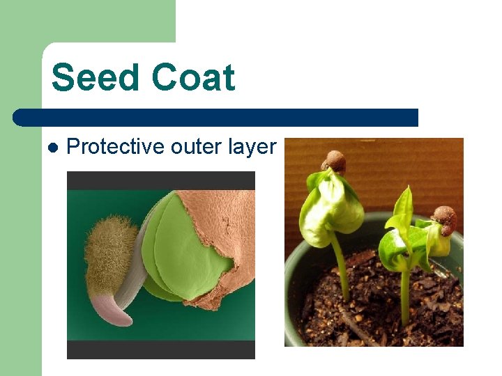Seed Coat l Protective outer layer 