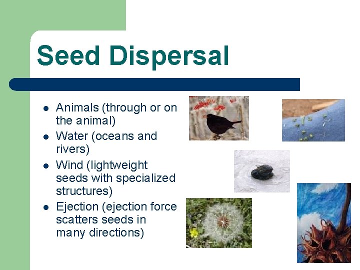 Seed Dispersal l l Animals (through or on the animal) Water (oceans and rivers)