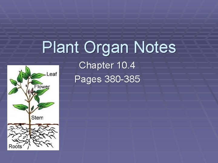 Plant Organ Notes Chapter 10. 4 Pages 380 -385 