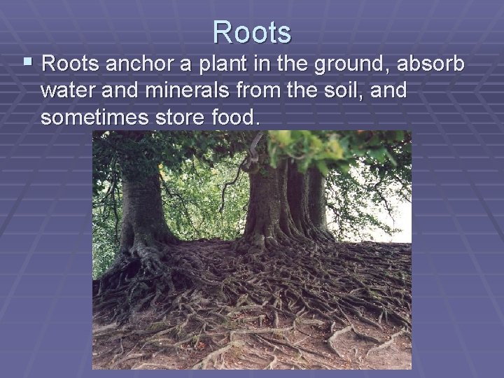 Roots § Roots anchor a plant in the ground, absorb water and minerals from