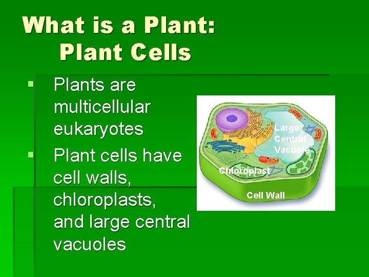 What is a Plant: Plant Cells § Plants are multicellular eukaryotes § Plant cells