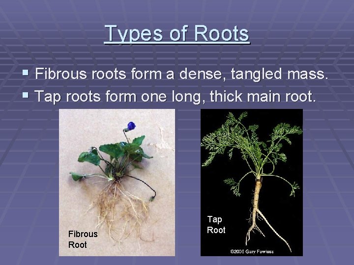 Types of Roots § Fibrous roots form a dense, tangled mass. § Tap roots