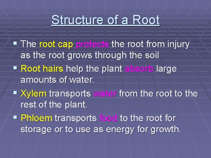 Structure of a Root § The root cap protects the root from injury as