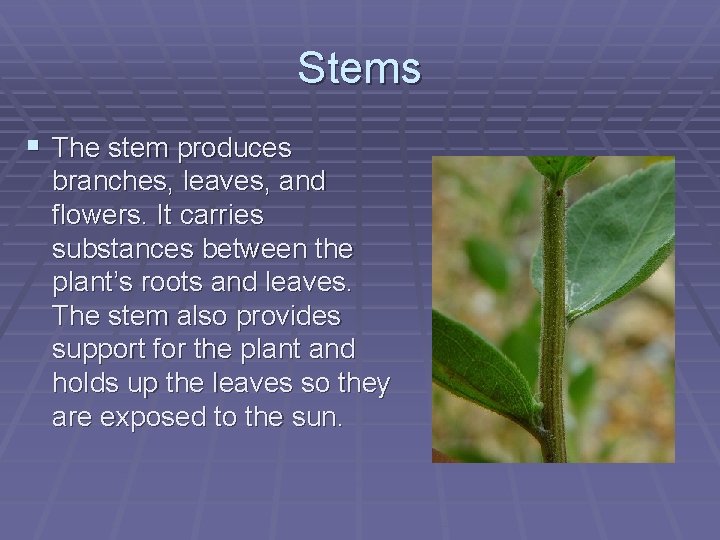 Stems § The stem produces branches, leaves, and flowers. It carries substances between the