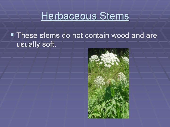 Herbaceous Stems § These stems do not contain wood and are usually soft. 